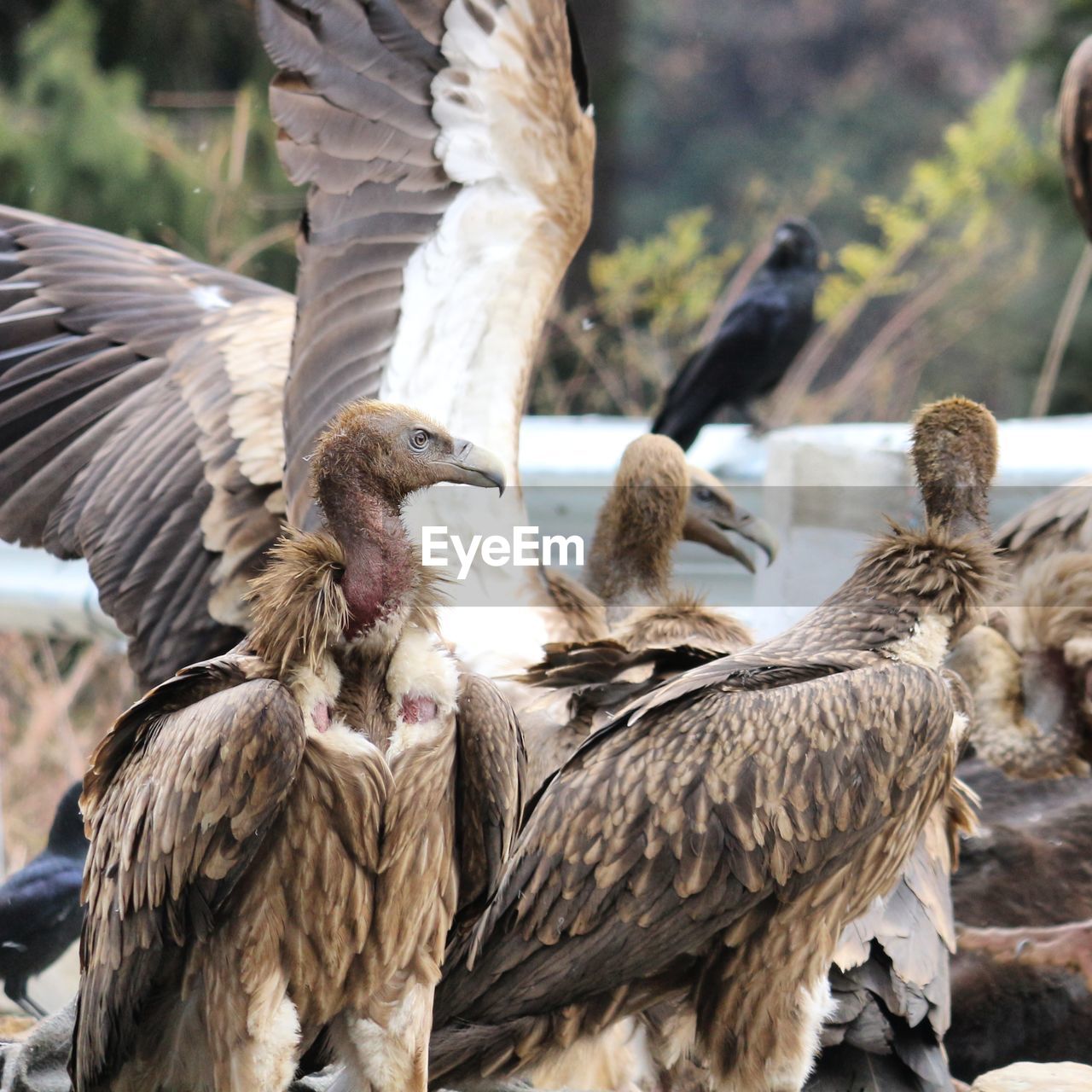 bird, animal, animal themes, animal wildlife, wildlife, vulture, flying, bird of prey, group of animals, spread wings, animal body part, beak, animal wing, wing, nature, eagle, feather, outdoors, day, no people, focus on foreground, falcon