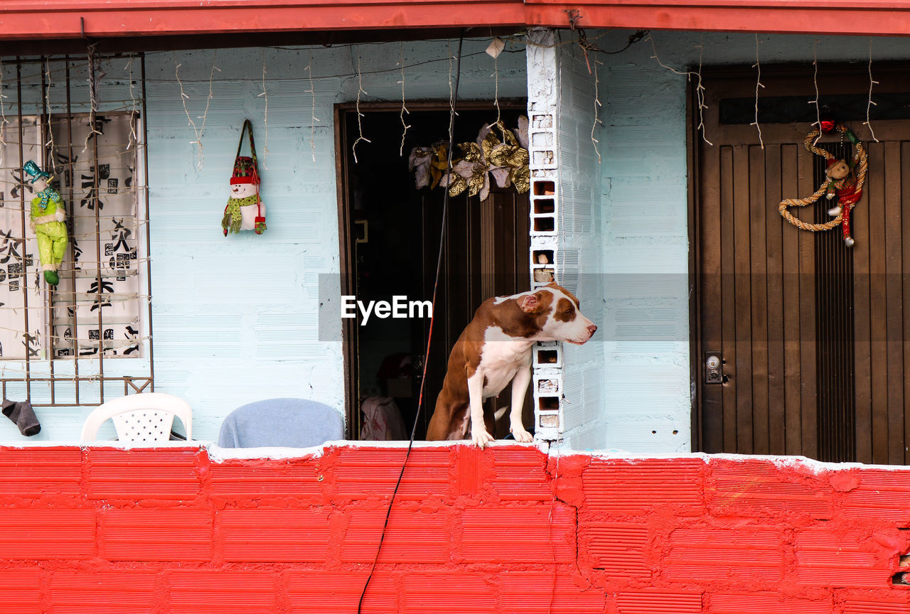 DOG LOOKING THROUGH WINDOW ON BUILDING