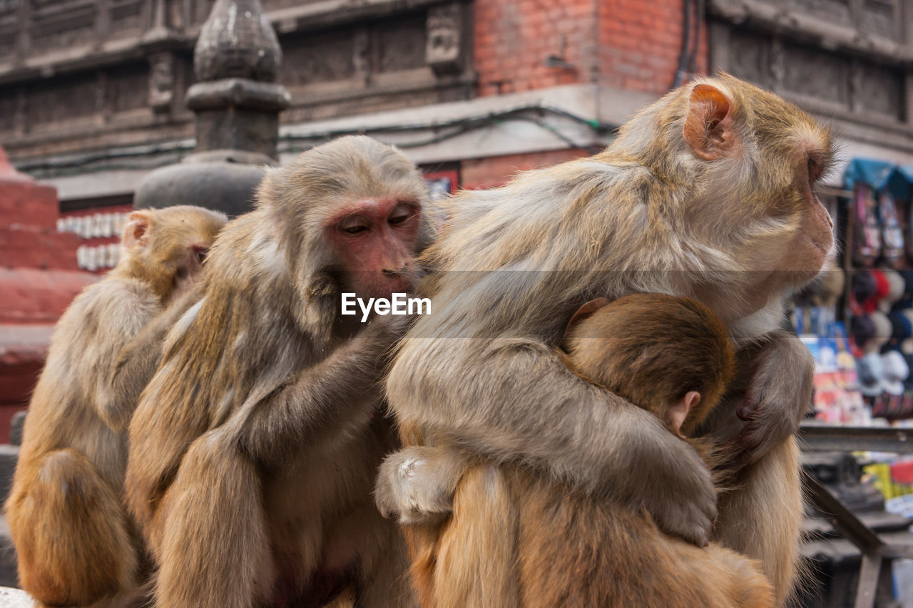 Close-up of monkeys