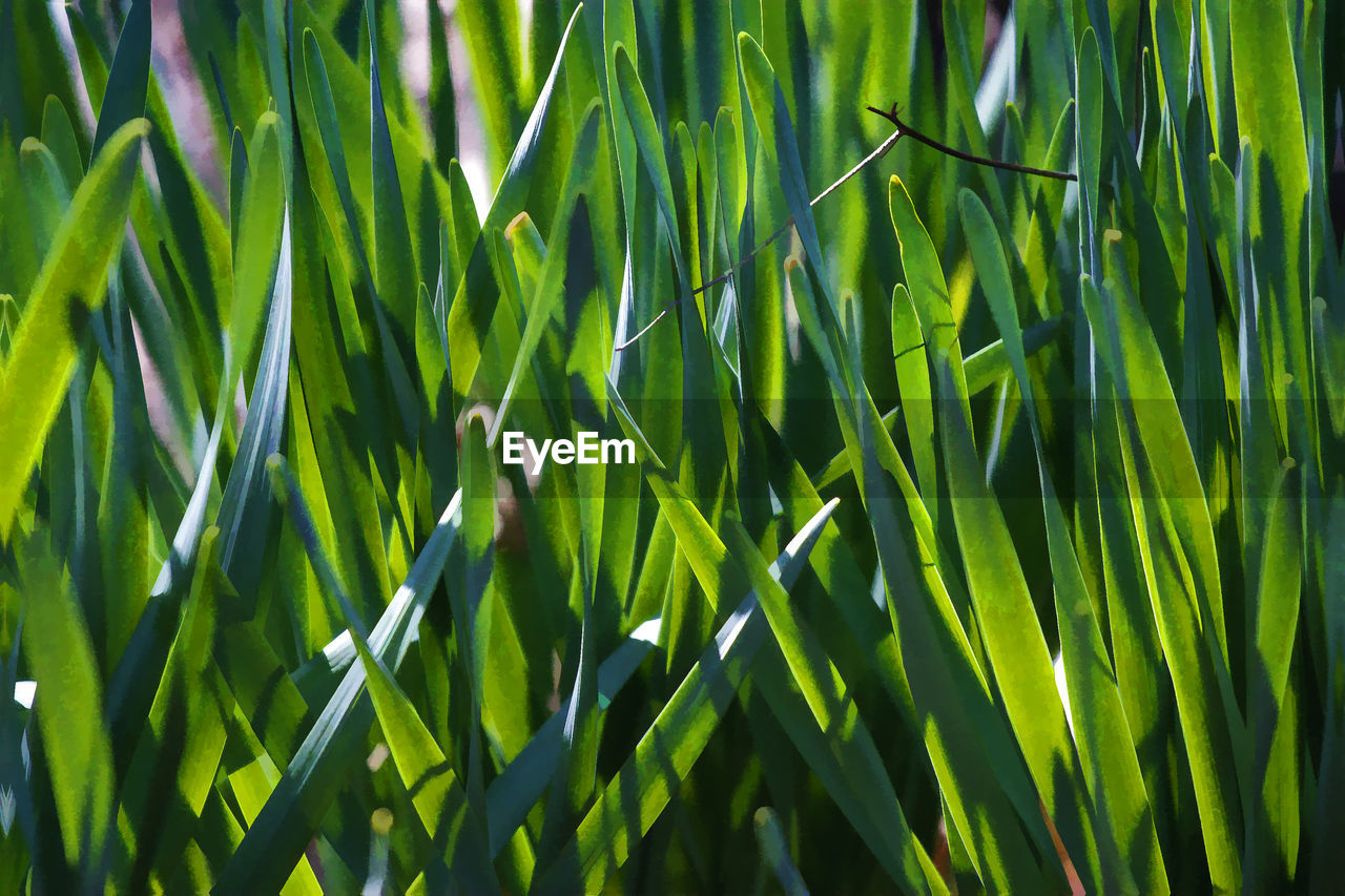 green, plant, growth, grass, beauty in nature, nature, no people, leaf, full frame, backgrounds, plant stem, sunlight, plant part, day, close-up, flower, land, tranquility, branch, outdoors, field, freshness, tree, lawn, agriculture