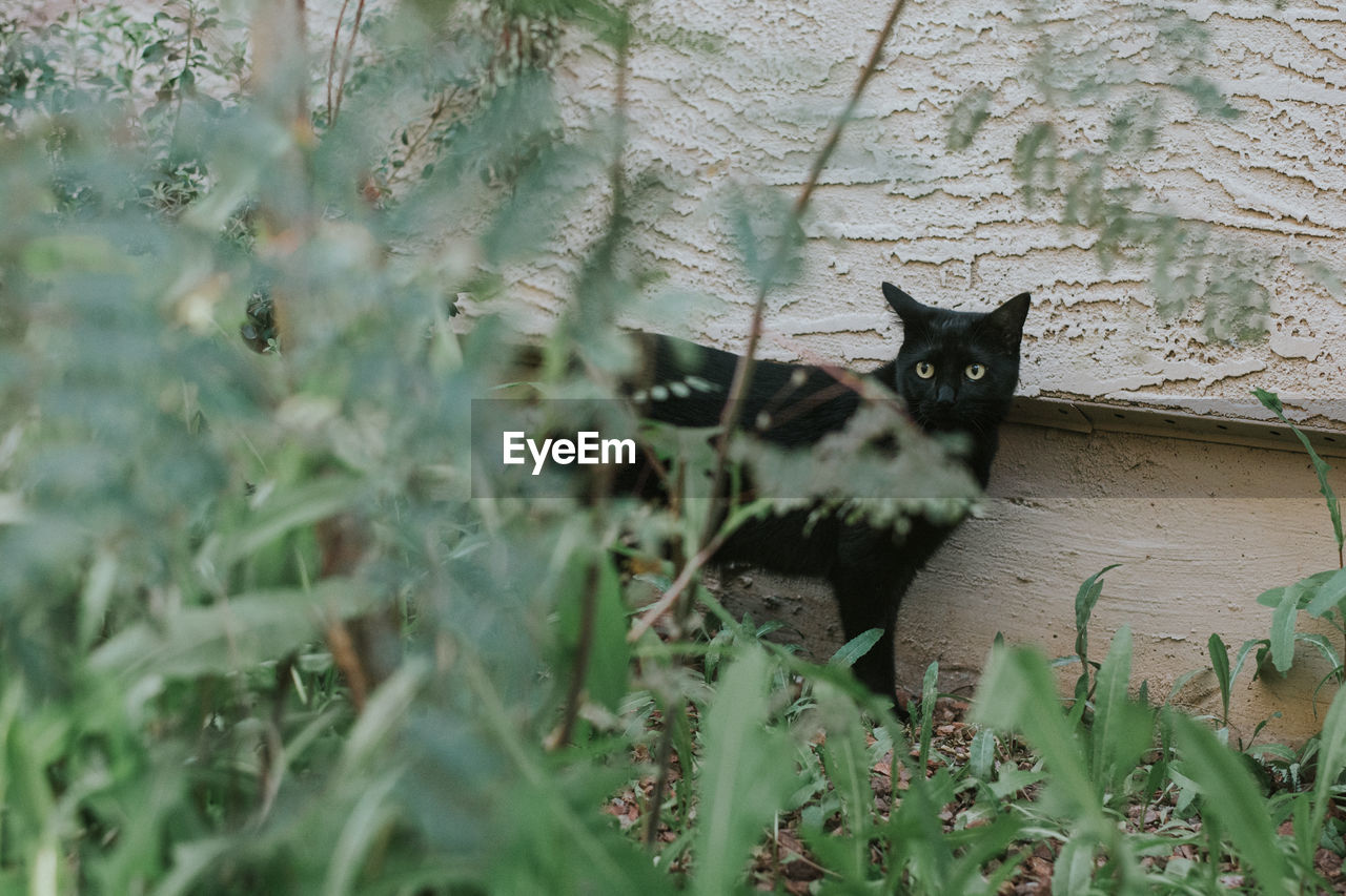 Black cat in bushes in yard