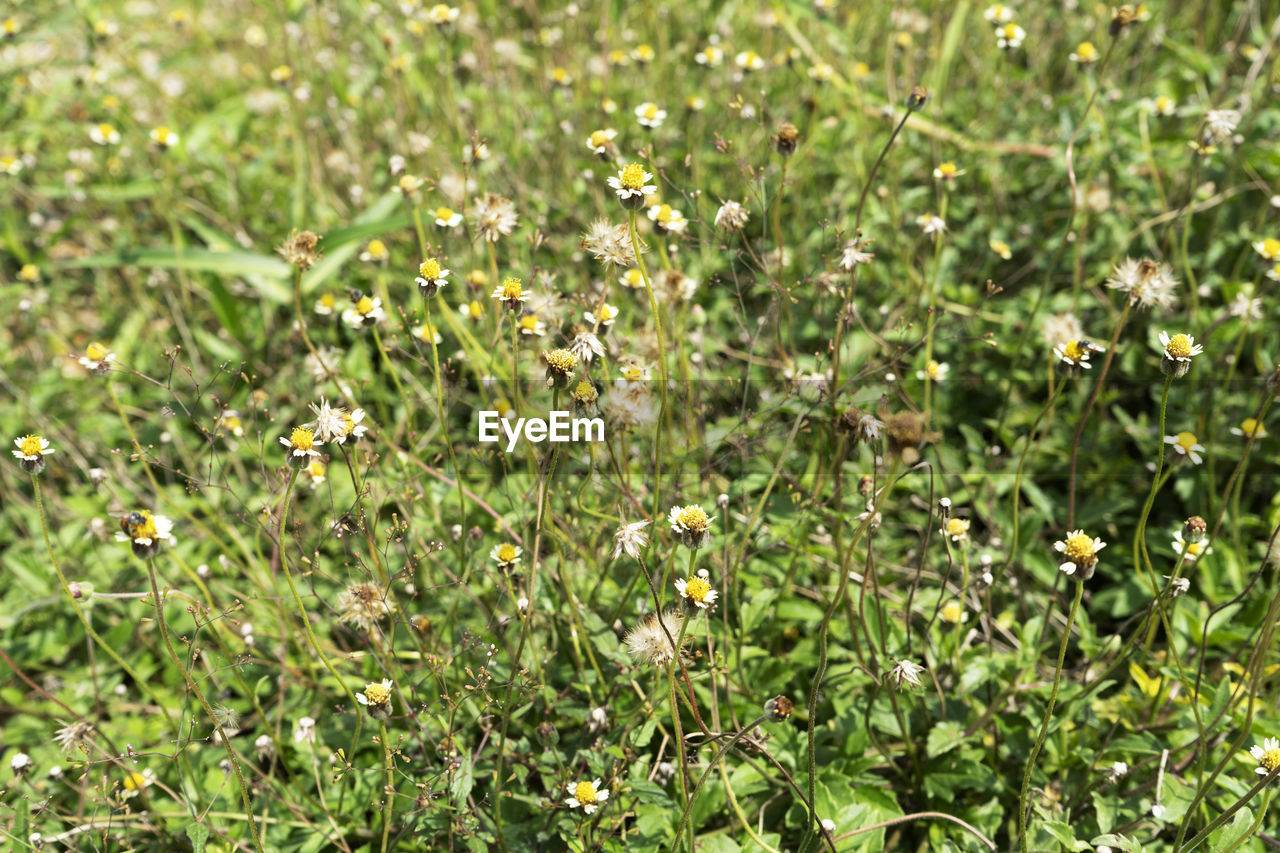 CLOSE-UP OF FLOWERING PLANTS ON LAND