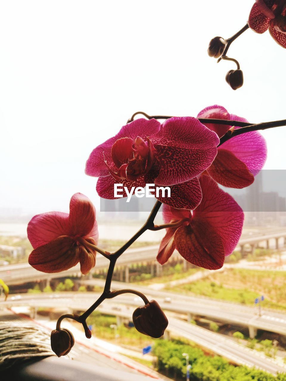 CLOSE-UP OF FLOWER AGAINST CLEAR SKY