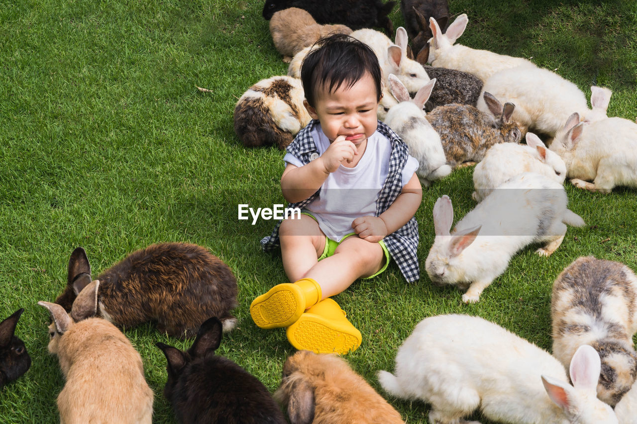 high angle view of boy playing with dogs on grassy field