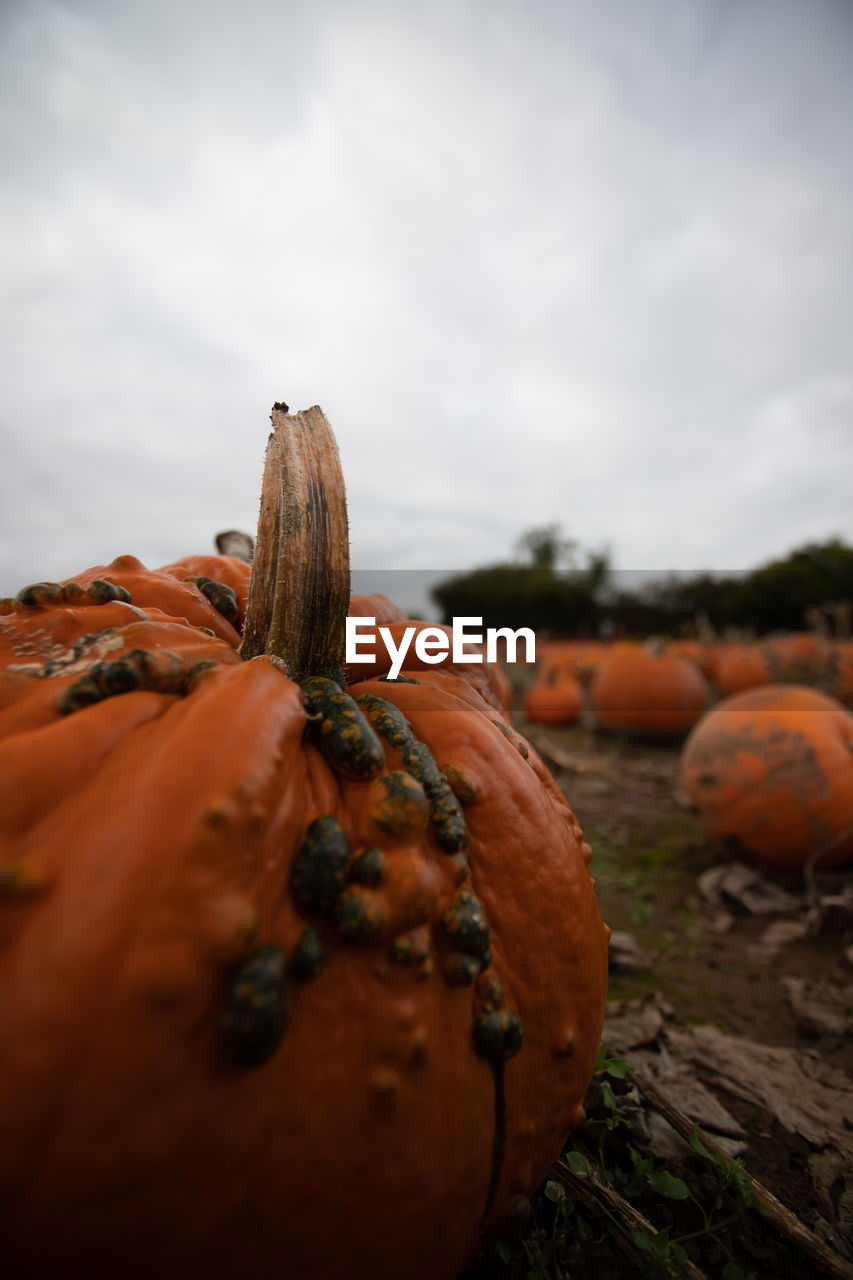 Perfect pumpkins laying wait in the field.