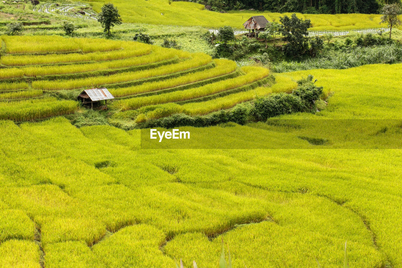 Scenic view of rice field on a sunny day.