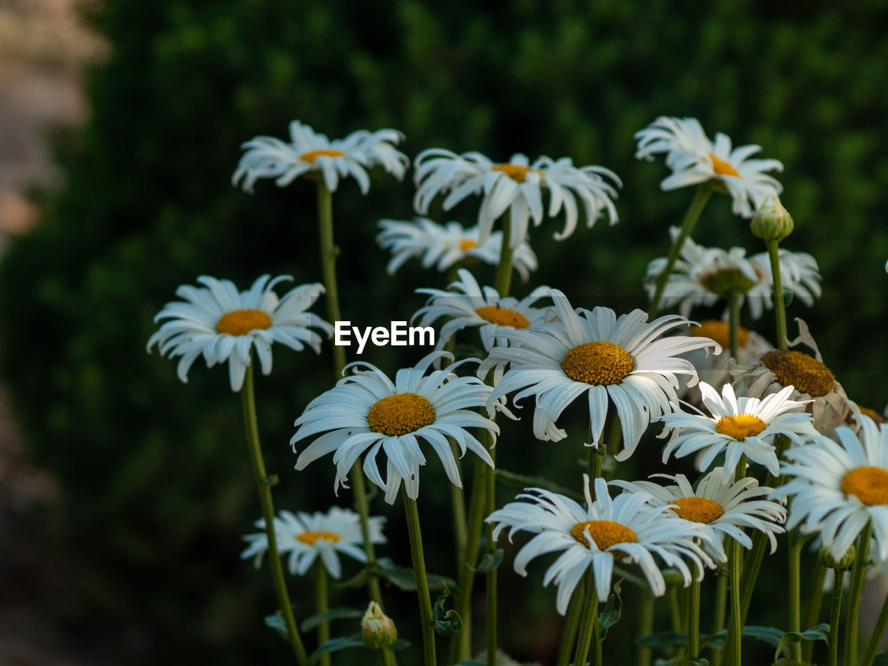 Close-up of white flowers