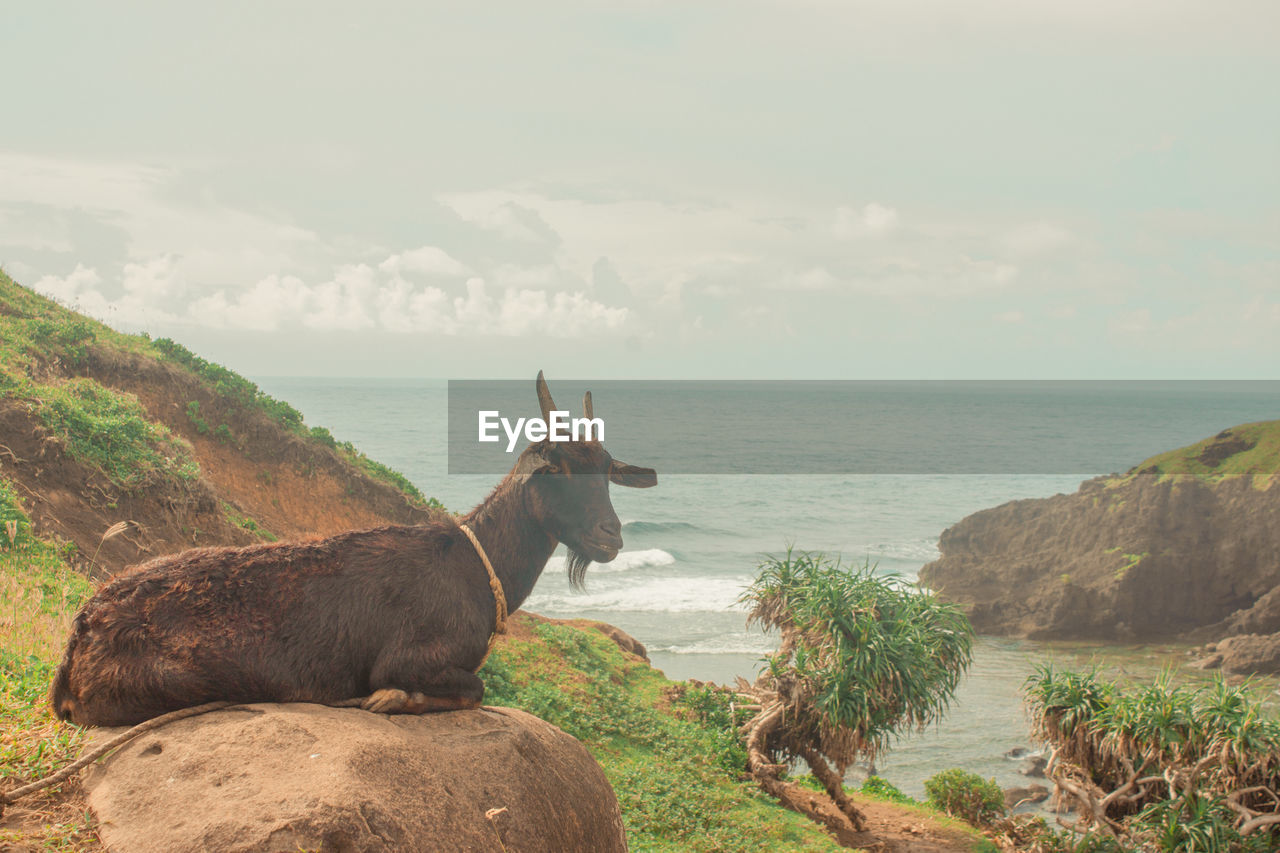 SCENIC VIEW OF SEA SHORE