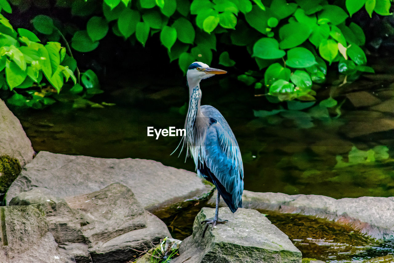 BLUE HERON PERCHING ON ROCK