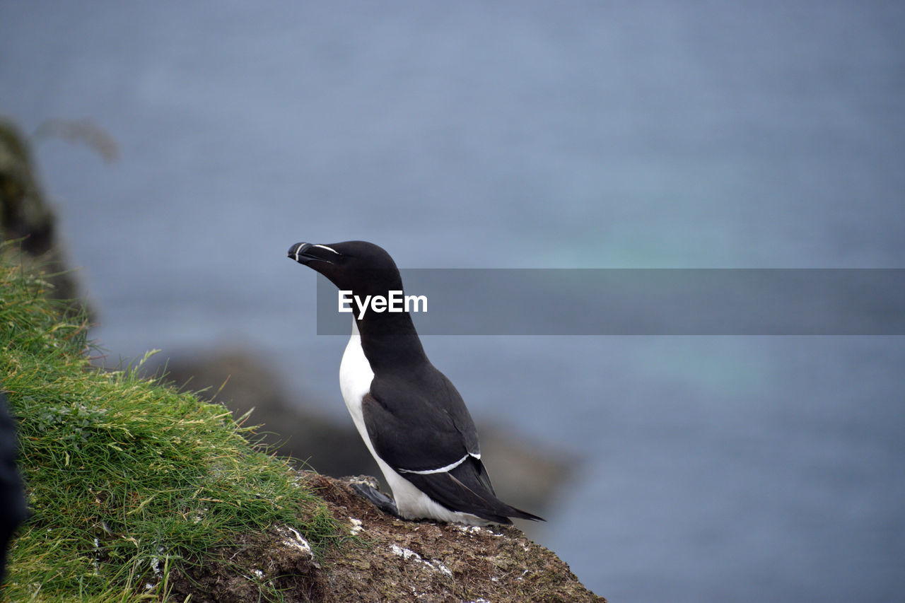 BIRD PERCHING ON ROCK