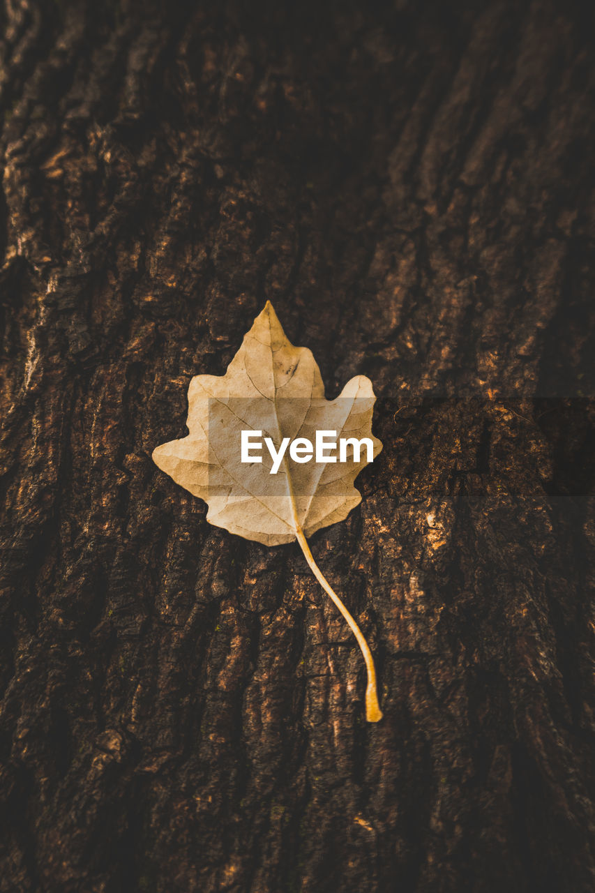 Close-up of maple leaf on tree