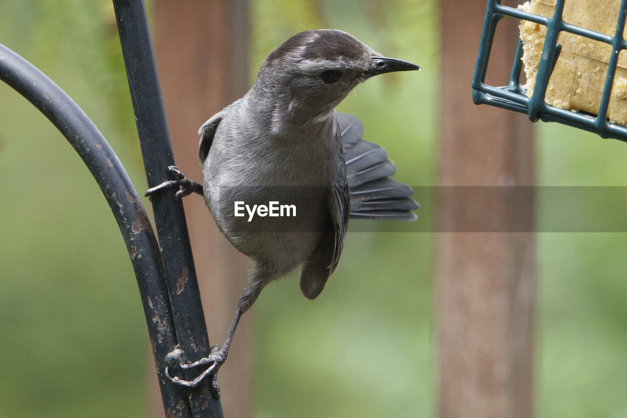 close-up of bird