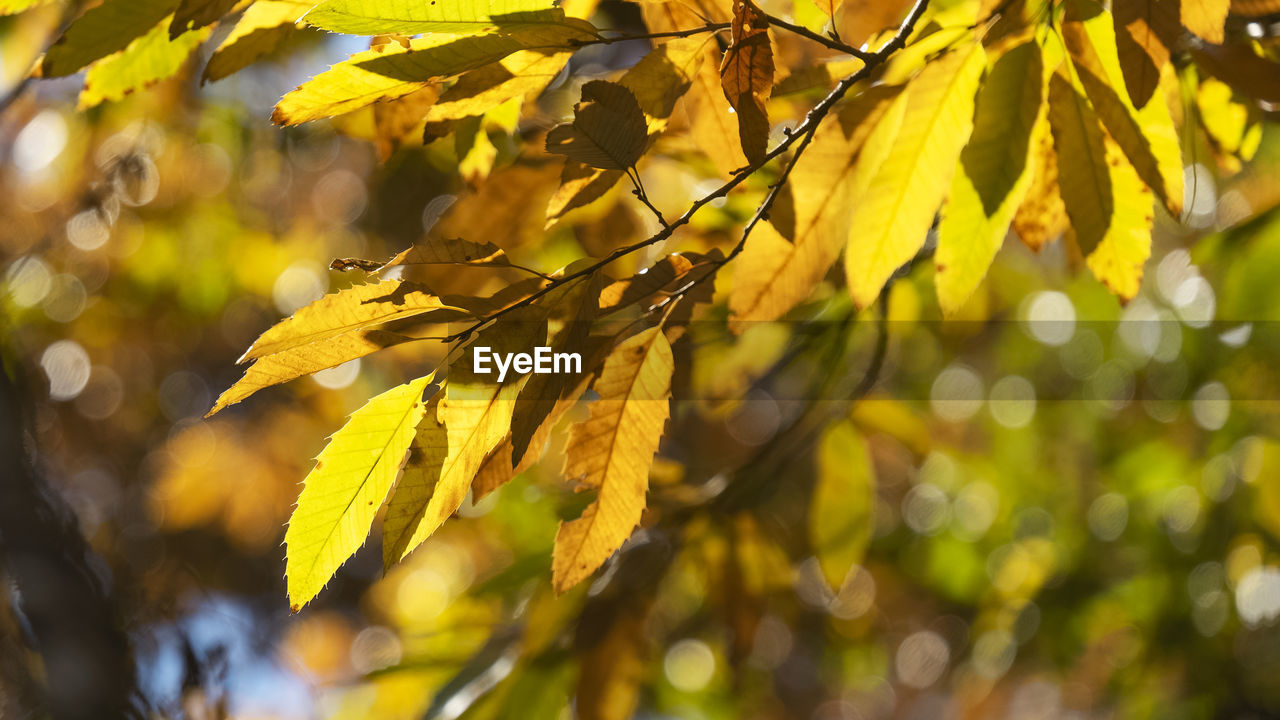 Close-up of leaves on tree during autumn