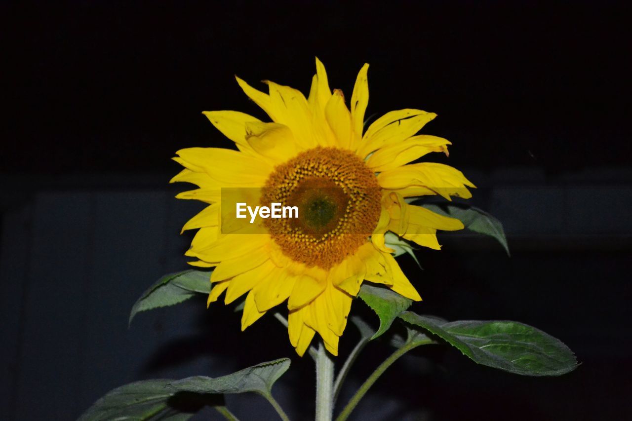 CLOSE-UP OF YELLOW SUNFLOWER AGAINST BLURRED BACKGROUND