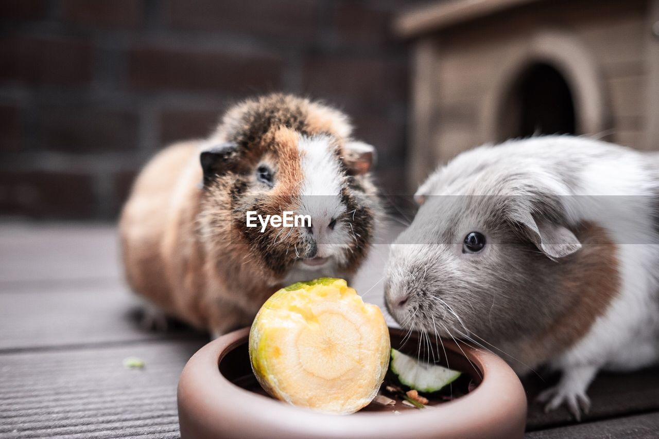 CLOSE-UP OF A EATING FOOD