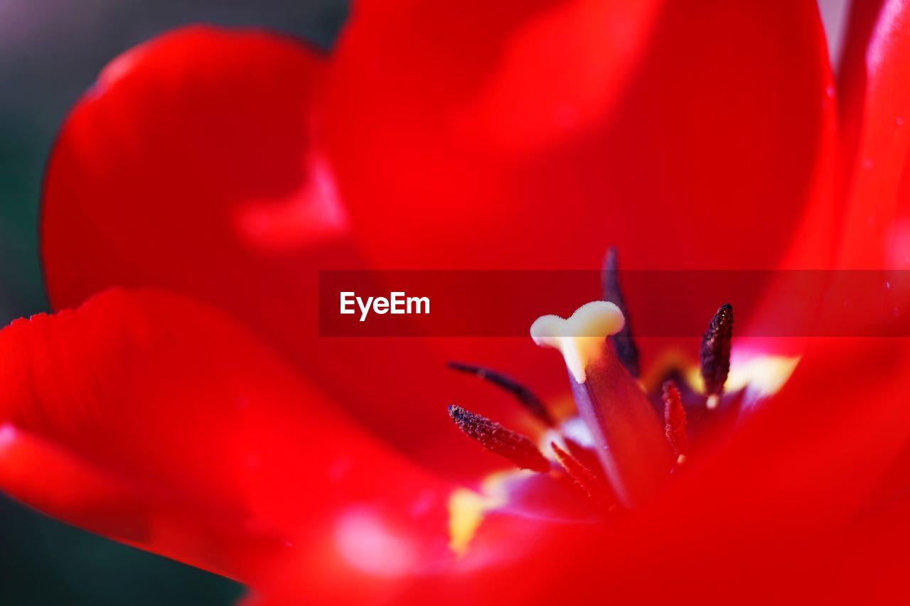 Close-up of red tulip