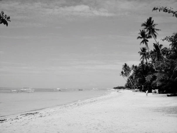 tree, beach, sky, land, water, sea, nature, plant, beauty in nature, scenics - nature, black and white, sand, tranquility, palm tree, tranquil scene, tropical climate, cloud, monochrome photography, shore, monochrome, coast, day, ocean, no people, outdoors, horizon over water, horizon, travel destinations, environment, body of water, non-urban scene, holiday, white, winter, idyllic, vacation