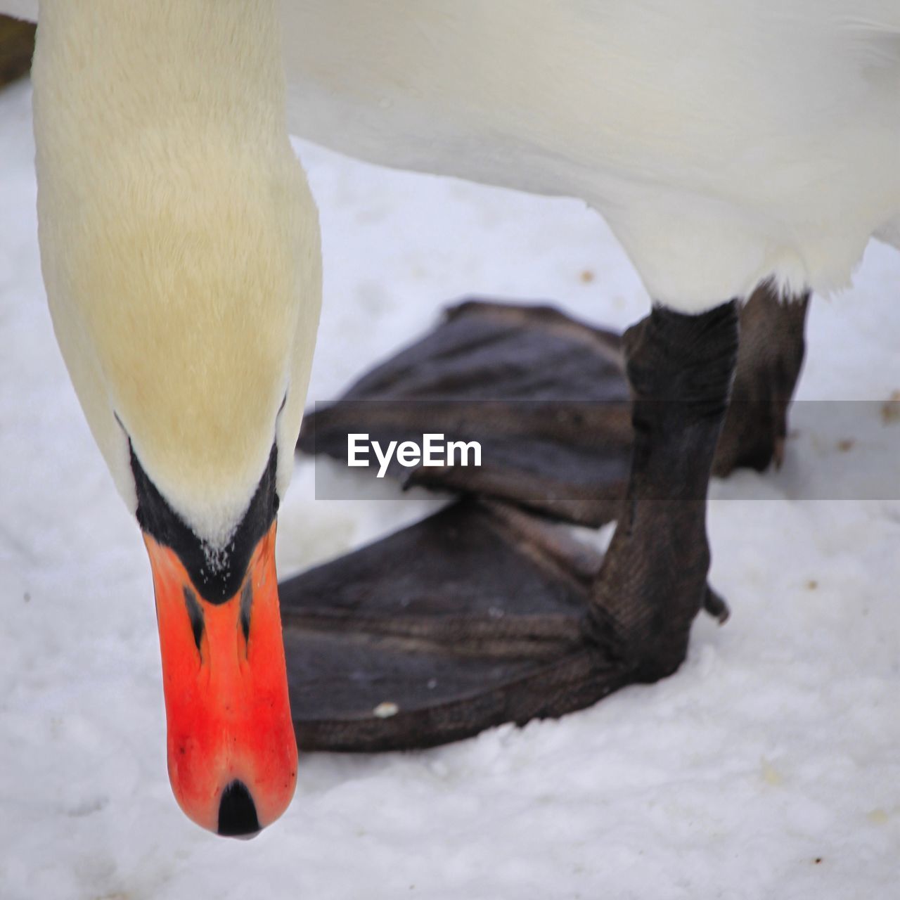 CLOSE-UP OF A BIRD