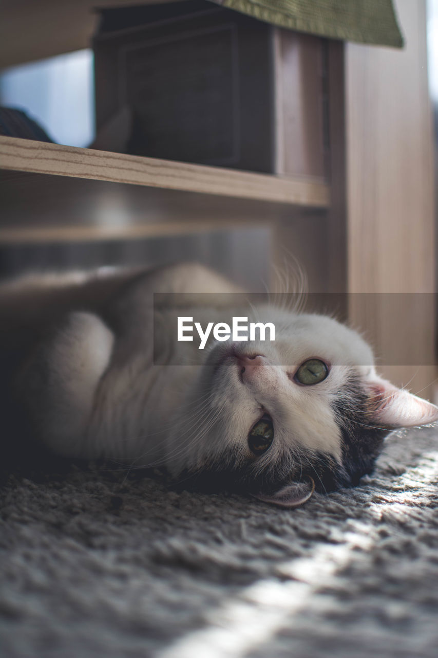 Close-up portrait of cat resting on carpet