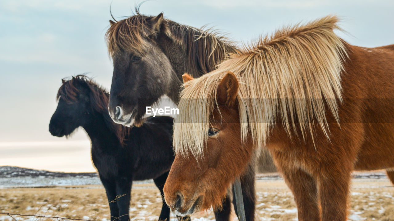 TWO HORSES STANDING ON FIELD AGAINST SKY