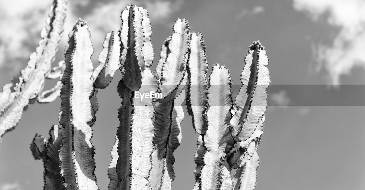 CLOSE-UP OF FROZEN PLANTS AGAINST SKY DURING WINTER