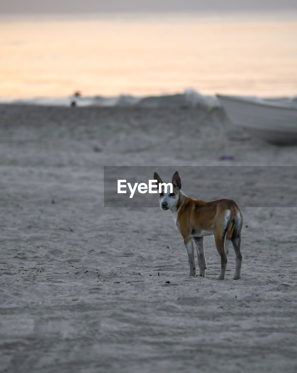 View of dog on beach