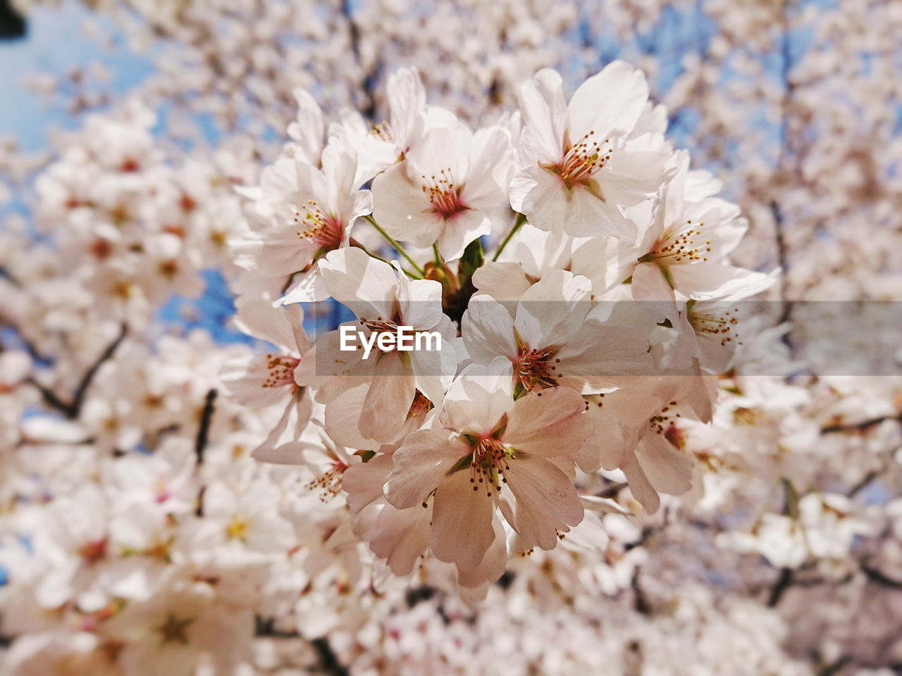 CLOSE-UP OF CHERRY BLOSSOMS