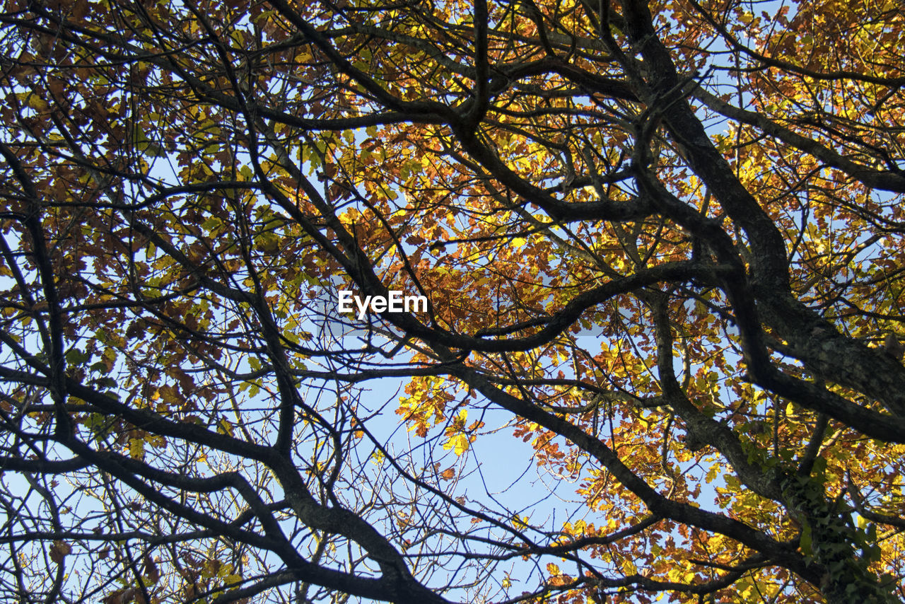 LOW ANGLE VIEW OF TREE AGAINST SKY IN FOREST