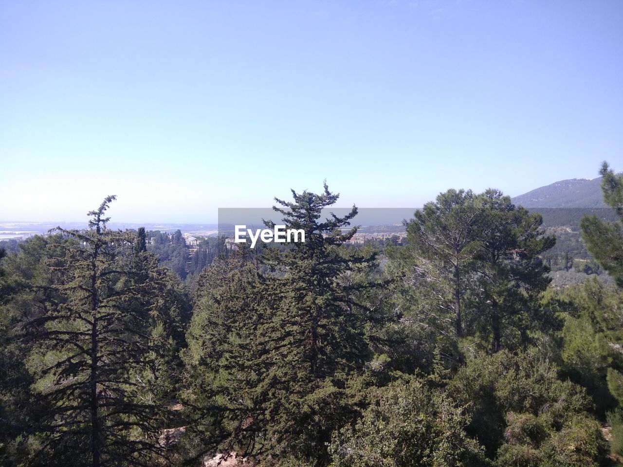 TREES GROWING AGAINST CLEAR SKY