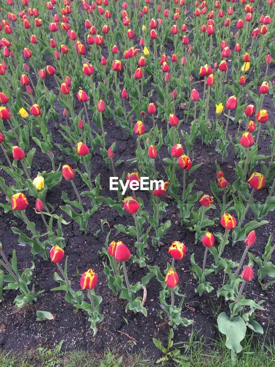 CLOSE-UP OF RED POPPY FLOWERS BLOOMING ON FIELD