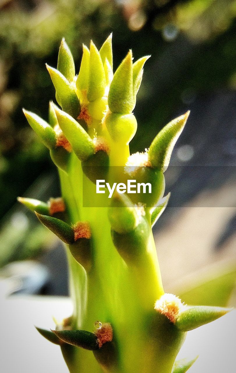 CLOSE-UP OF SUCCULENT PLANTS