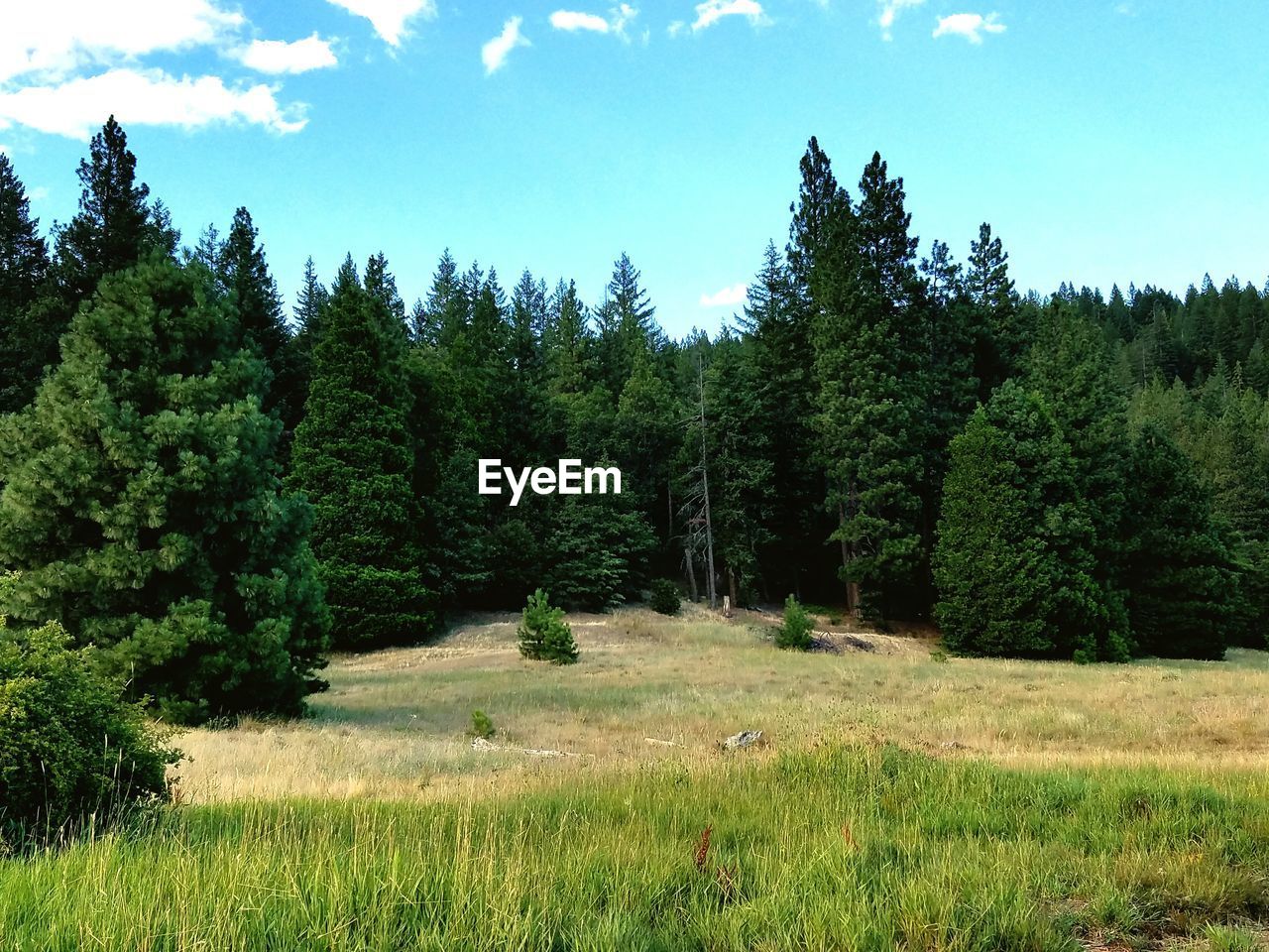 TREES ON GRASSY FIELD