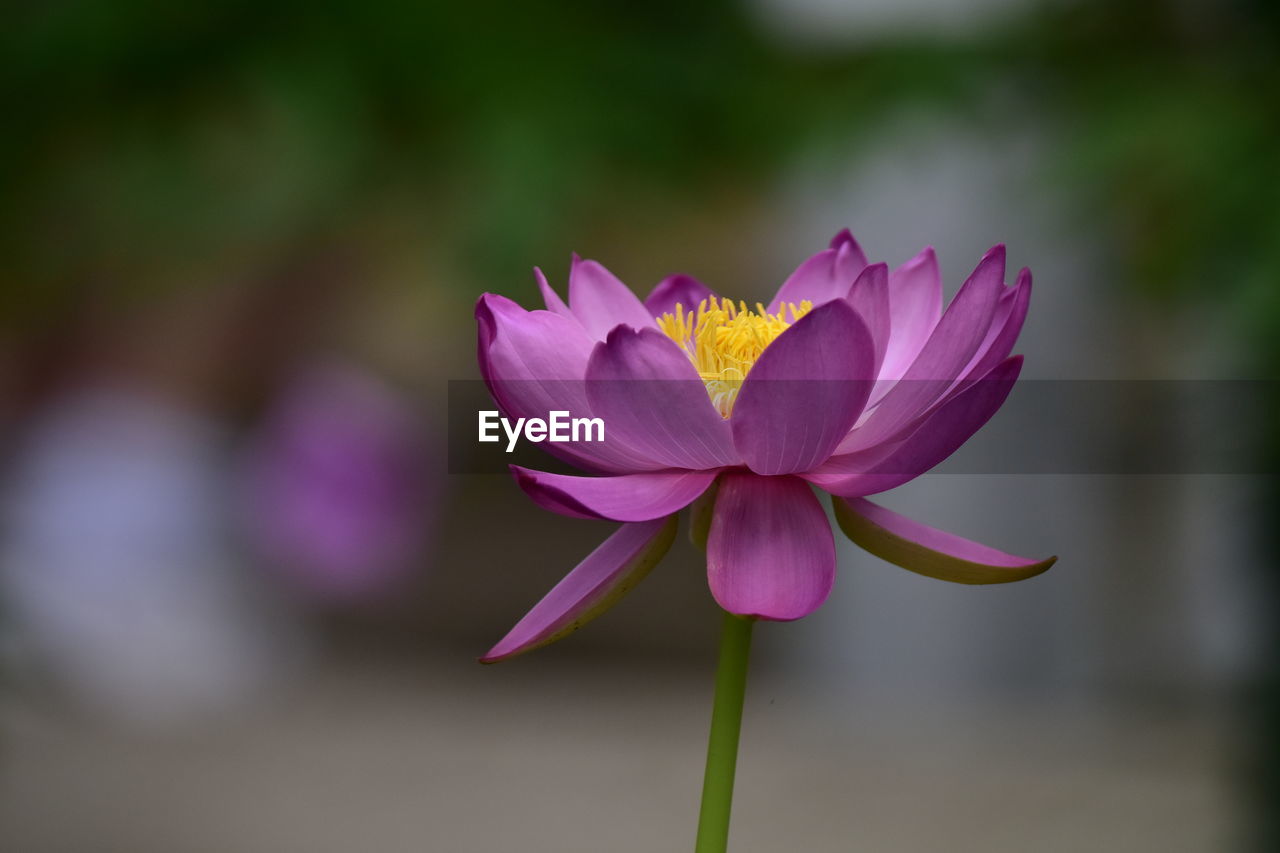 flower, flowering plant, plant, freshness, beauty in nature, petal, pink, flower head, close-up, nature, inflorescence, fragility, macro photography, water lily, focus on foreground, no people, lotus water lily, growth, plant stem, pond, purple, water, outdoors, blossom, leaf, springtime, magenta, aquatic plant, lily, plant part, botany