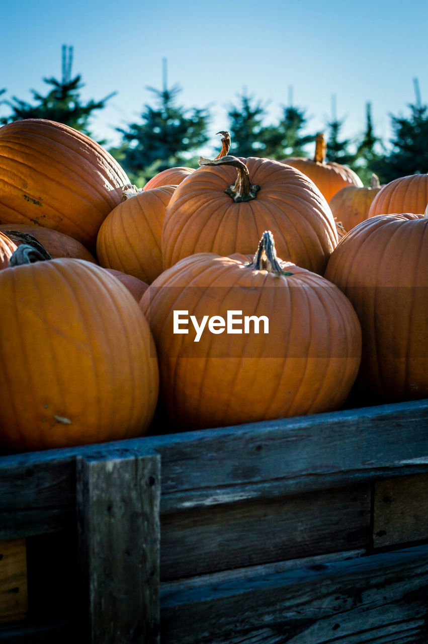 Pumpkins on table during autumn