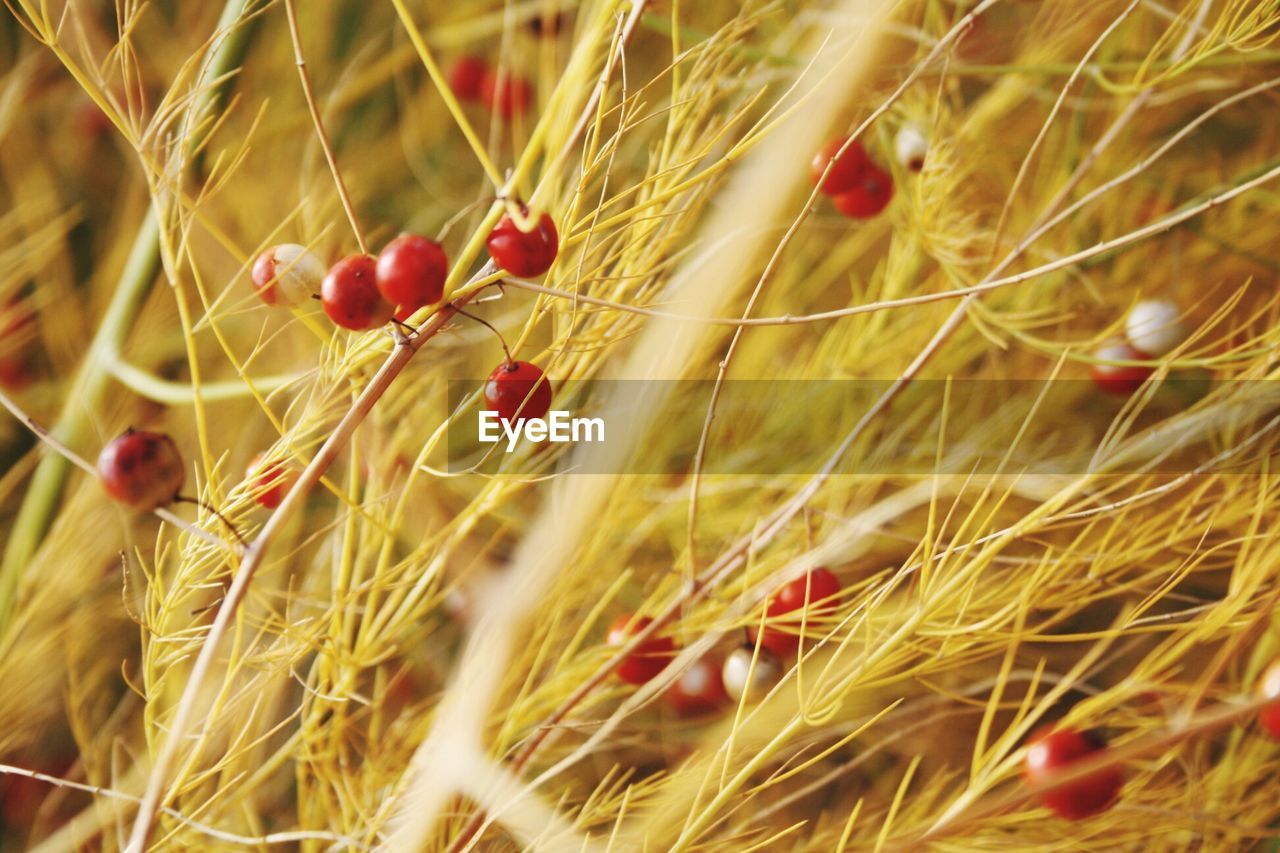 Close-up of red berries growing on field