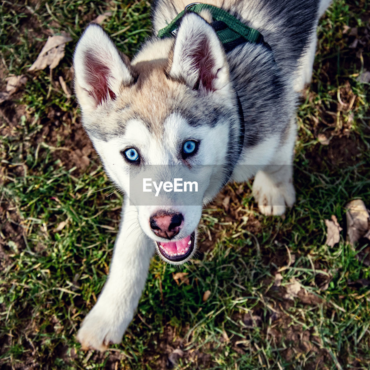 High angle view of dog on field