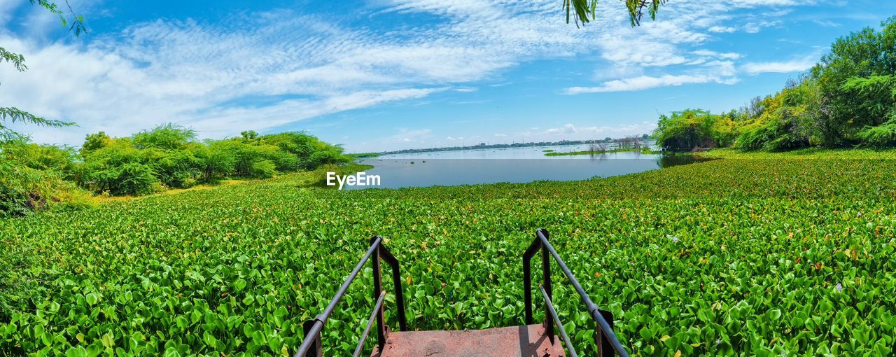 plant, green, nature, sky, grass, land, meadow, landscape, tree, agriculture, scenics - nature, field, rural area, beauty in nature, growth, water, flower, environment, cloud, rural scene, plantation, tranquility, natural environment, crop, sunlight, tranquil scene, no people, day, vegetation, outdoors, farm, food and drink, grassland, lake, blue, hill, foliage, food, non-urban scene, summer, lush foliage, leaf, freshness, idyllic