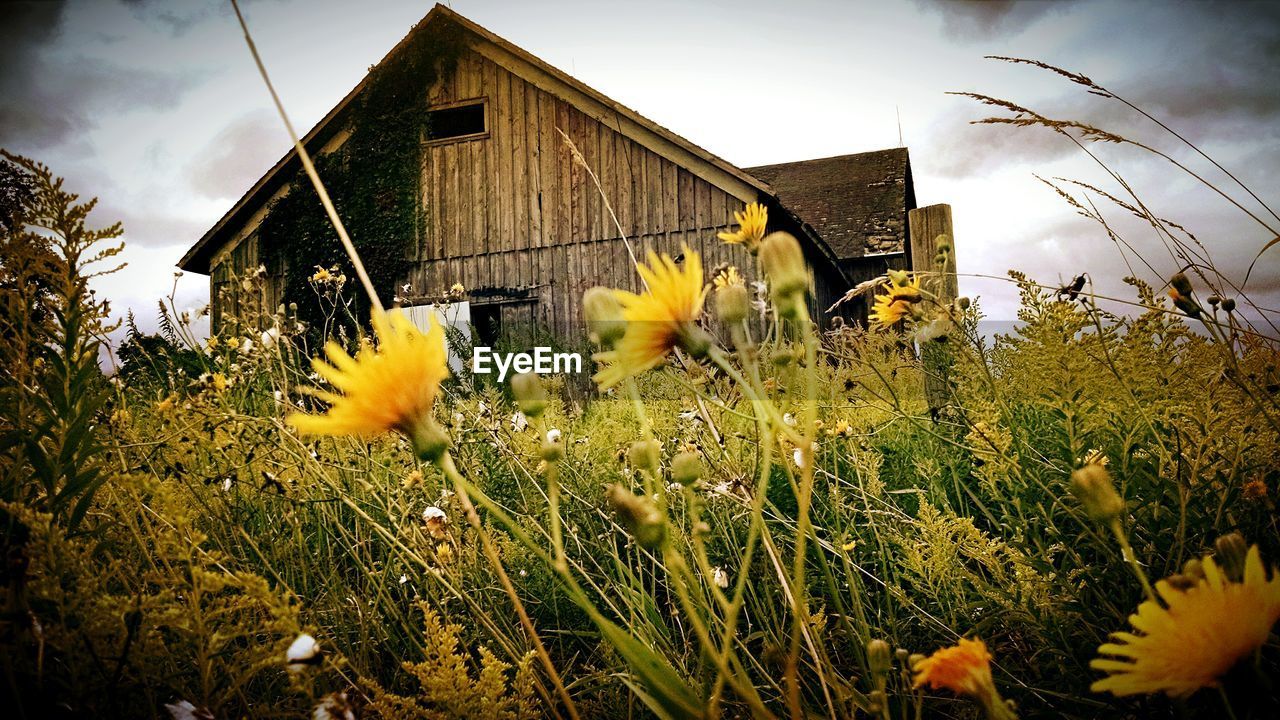 Yellow flowers blooming on field by house against sky