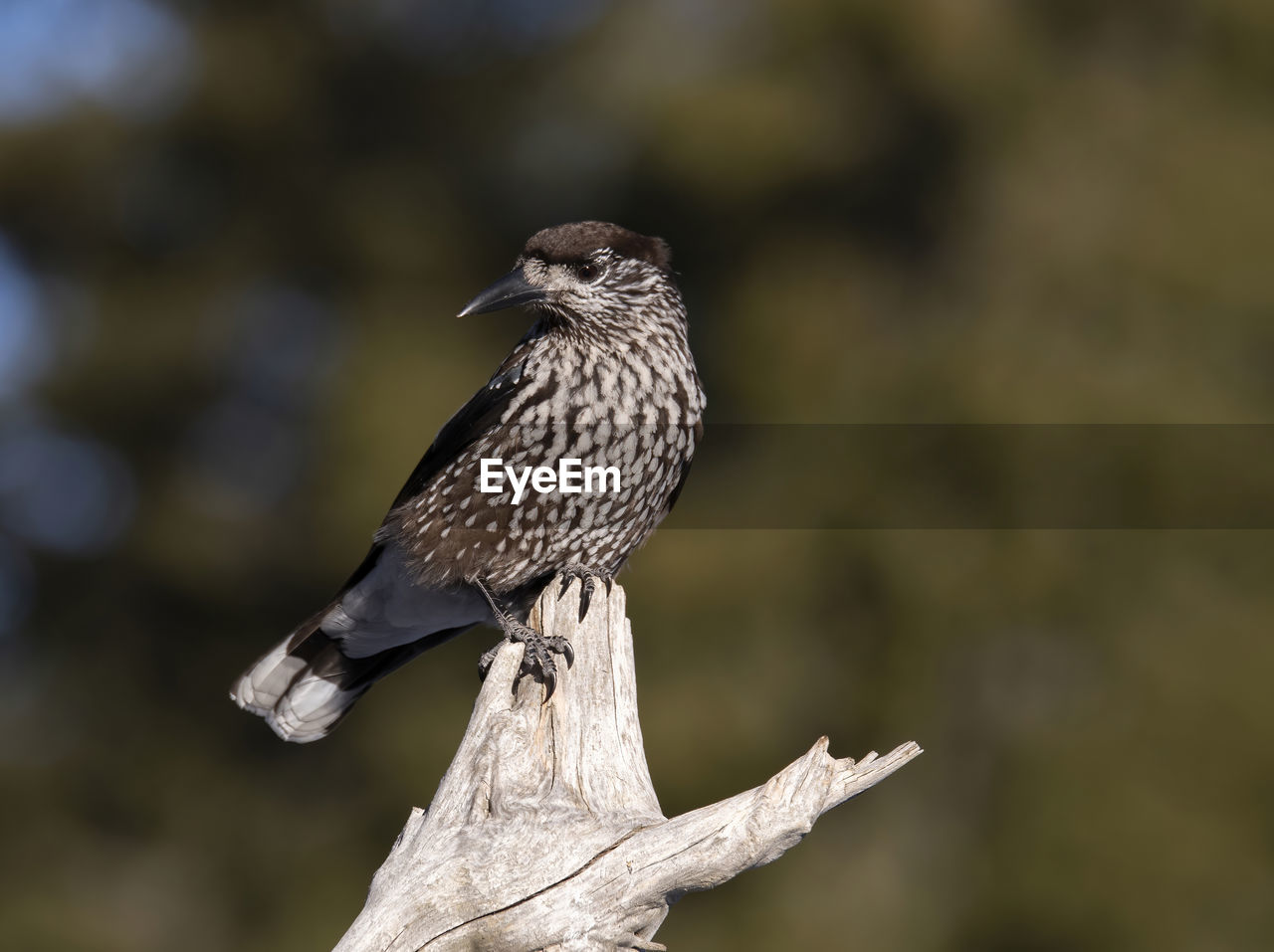 bird, animal themes, animal wildlife, animal, wildlife, one animal, beak, perching, nature, close-up, focus on foreground, full length, no people, tree, bird of prey, outdoors, branch, side view, day, wing, beauty in nature