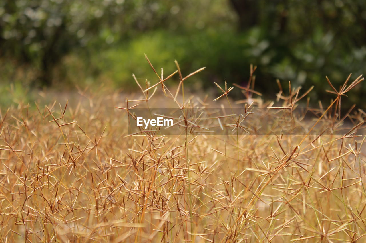 CLOSE-UP OF DRY PLANTS ON LAND