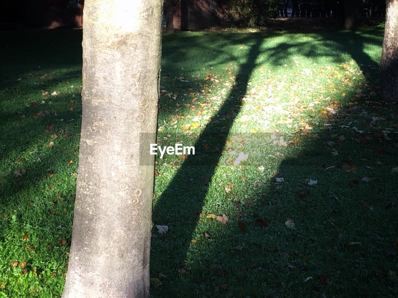 SHADOW OF TREE TRUNK