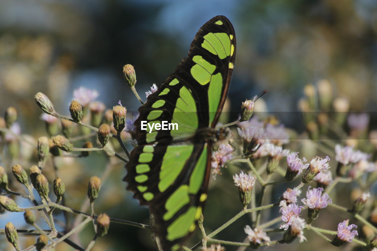 Close-up of butterfly perching on plant