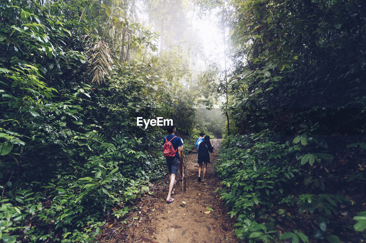 REAR VIEW OF PEOPLE WALKING ON LAND IN FOREST