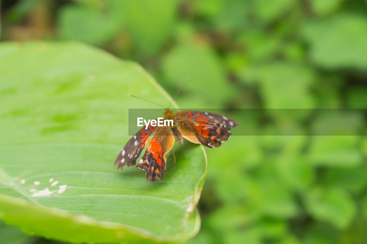 Close-up of butterfly on leaf