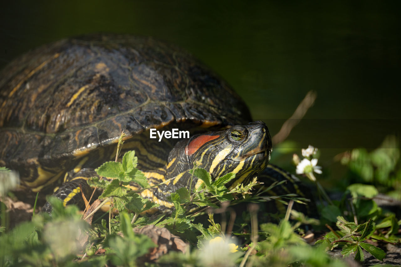 animal themes, animal, animal wildlife, turtle, reptile, tortoise, one animal, nature, wildlife, green, plant, shell, animal shell, tortoise shell, no people, macro photography, close-up, outdoors, selective focus, grass, water, boredom