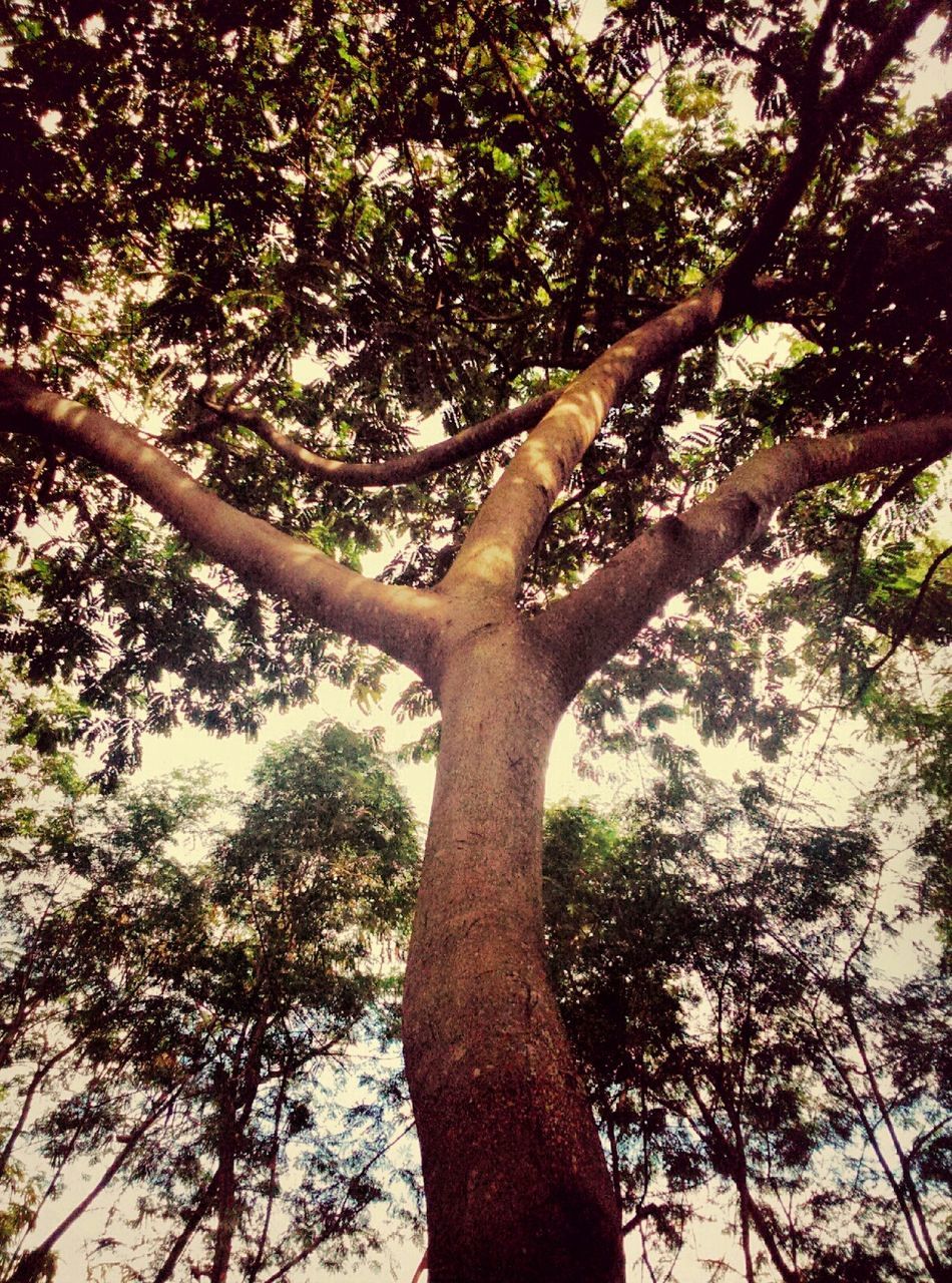 Low angle view of trees against sky