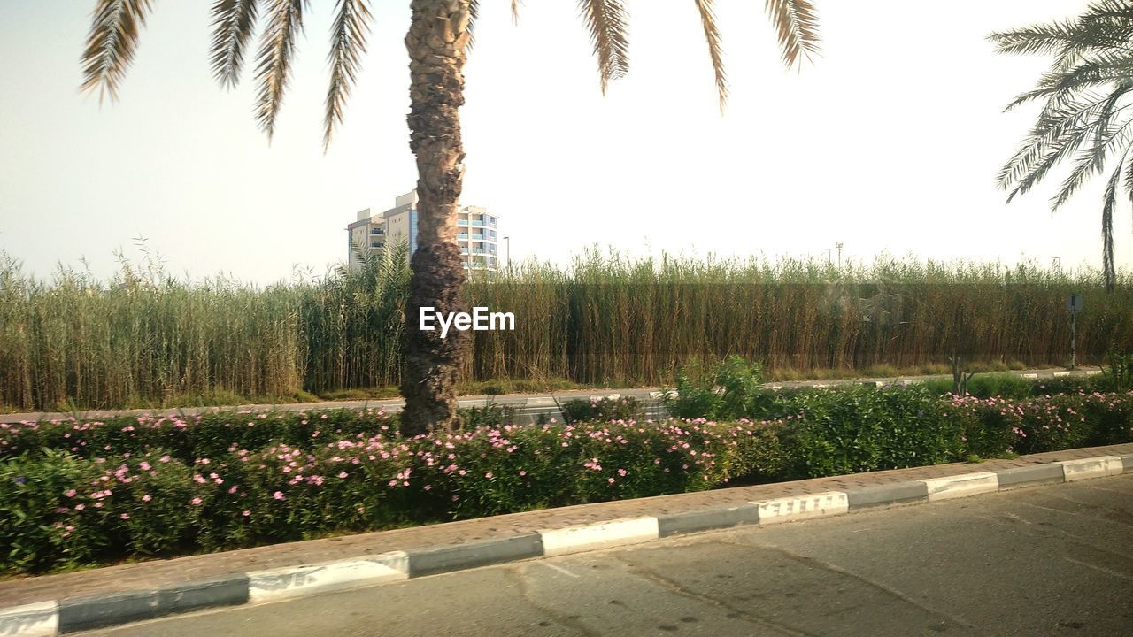 SCENIC VIEW OF TREES ON FIELD AGAINST SKY