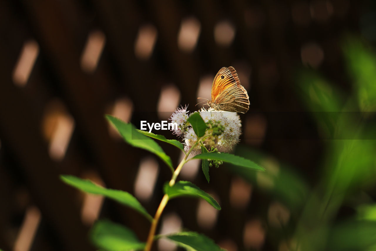 butterfly, animal wildlife, animal themes, animal, insect, plant, flower, beauty in nature, flowering plant, green, one animal, wildlife, nature, moths and butterflies, macro photography, animal wing, close-up, no people, fragility, freshness, focus on foreground, outdoors, growth, yellow, leaf, animal body part, plant part, selective focus, perching, flower head, environment, petal