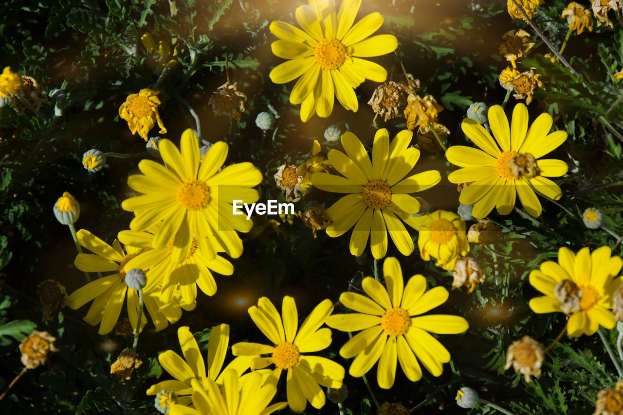 HIGH ANGLE VIEW OF YELLOW FLOWERS