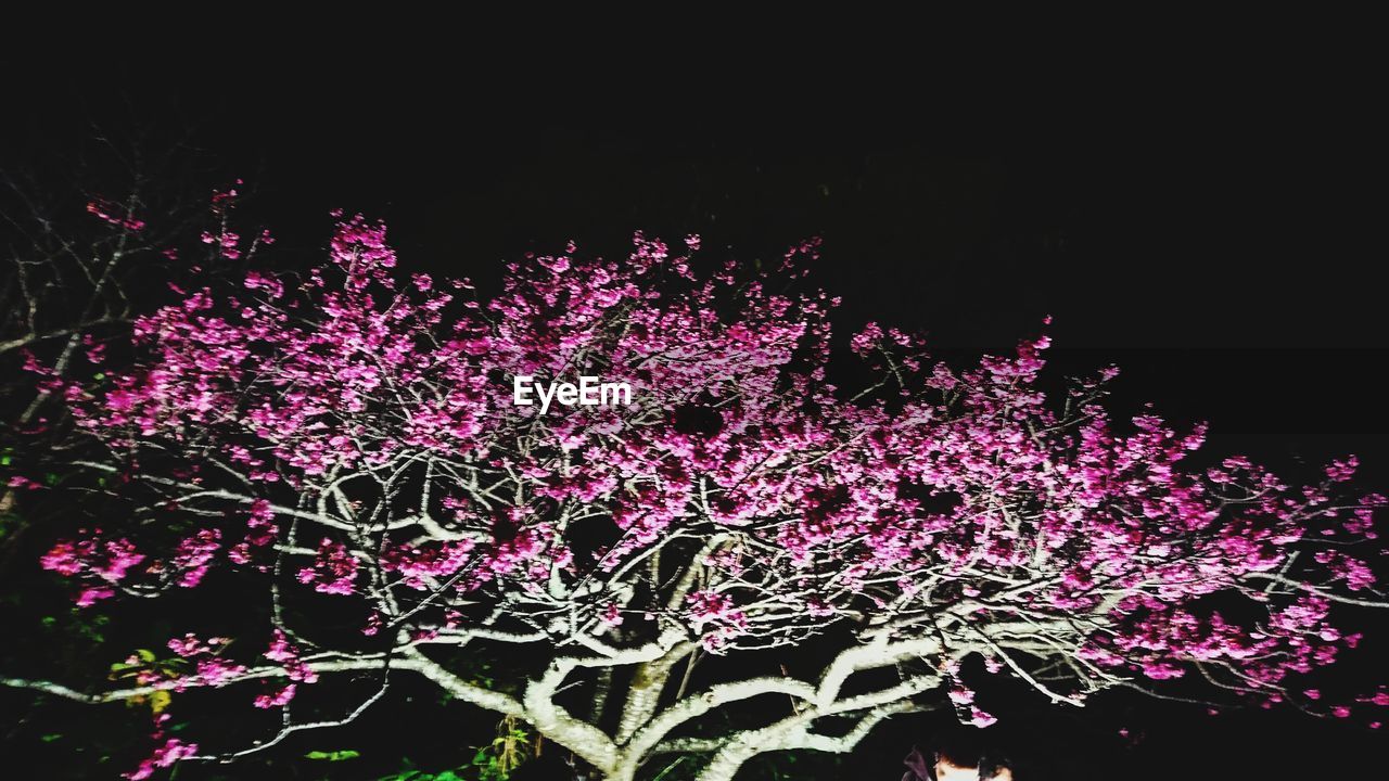 LOW ANGLE VIEW OF PLANTS AGAINST SKY